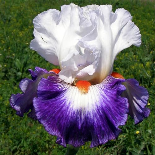 Irispflanze, iris zwiebeln iris knollen winterharte Staude, Gartenpflanze, pflegeleicht, Sommerblüher-4zwiebeln-H