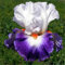 Irispflanze, iris zwiebeln iris knollen winterharte Staude, Gartenpflanze, pflegeleicht, Sommerblüher-4zwiebeln-H