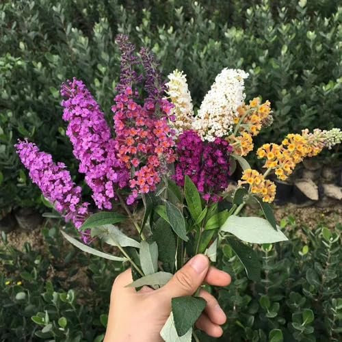 700 piezas de semillas resistentes de mariposa lila - flores regalos plantas en macetas al aire libre árbol de mariposa resistente buddleia mariposa arbusto plantas semillas exóticas