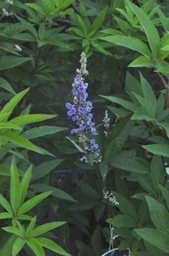 Vitex agnus-castus 'Latifolia' - Mönchspfeffer, Keuschlamm, Keuschbaum 60-80 cm - Container