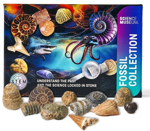Science Museum Fossil Collection Kit – 15 especímenes de fósiles reales, juego educativo STEM de historia natural, colección científica lista para regalo