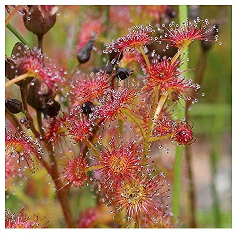 Drosera stolonifera - Fleischfressende Pflanze - Sonnentau - 20 Samen