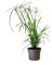 Planta de Papiro Una Joya Acuática Natural Perfecta para Cautivar tus Sentidos