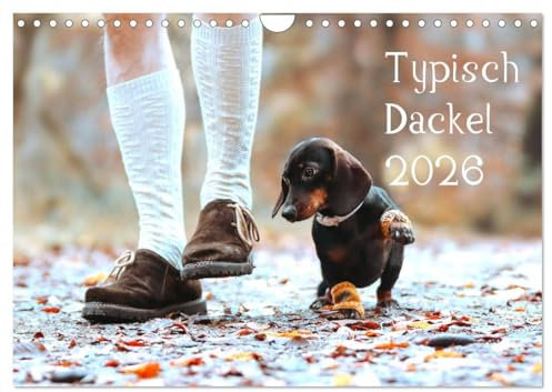 Typisch Dackel 2026 (Wandkalender 2026 DIN A4 quer), CALVENDO Monatskalender: Der Dackelkalender - Typisch Dackel 2023 erobert die Herzen (CALVENDO Tiere)