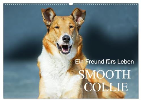 Ein Freund fürs Leben - Smooth Collie (Wandkalender 2026 DIN A2 quer), CALVENDO Monatskalender: In wunderschönen Fotos stellt uns die Tierfotografin den Kurzhaar-Collie vor (CALVENDO Tiere)