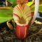 Essen Mosquito Fleischfressende Pflanzen Nepenthes Samen 200pcs / bag Tropische Kannenpflanze Fang Insekt Garten Bonsai Topf Easy Grow 15