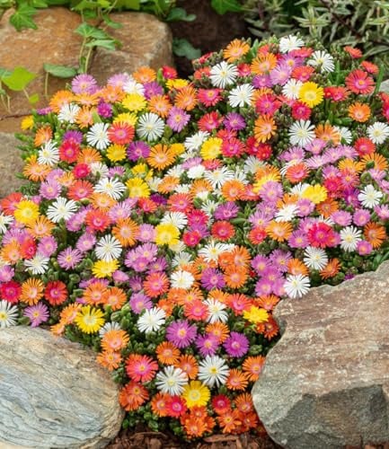 BALDUR Garten 16x Winterharte Eisblumen Wheels of Wonder® Farbmix | Pflanzen im 9x9 cm-Topf, Delosperma congesta, winterharte Staude, trockenresistent, mehrjährig, blühend
