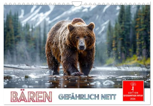 Bären - gefährlich nett (Wandkalender 2026 DIN A4 quer), CALVENDO Monatskalender: Das größte Landraubtier Europas in seiner Lebenswelt (CALVENDO Tiere)