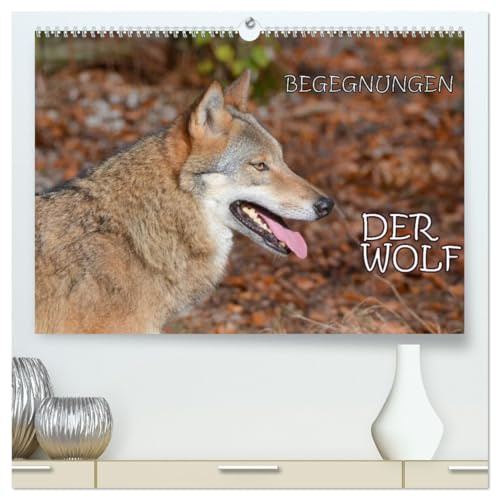 Begegnungen DER WOLF (hochwertiger Premium Wandkalender 2026 DIN A2 quer), Kunstdruck in Hochglanz: Der Wolf - fantastische Bilder vom Isegrim. (CALVENDO Tiere)