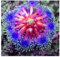 25 Lila Drosera Sonnentau Fleisch fressende Blumensamen Bug Exotischer Spinnen-Essen