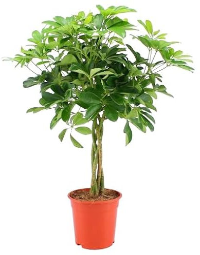 Schefflera arboricola - kleine Strahlenaralie Stamm Zimmerpflanze groß - luftreinigend- - Höhe ca. 75 cm - 19 cm Topf