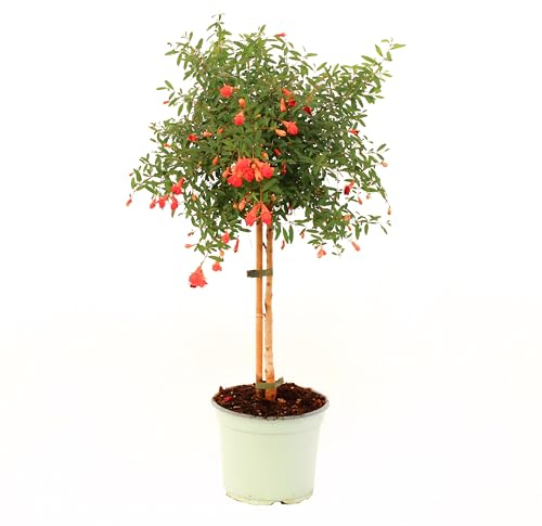 KENTIS - Pianta di Melograno in Vaso - Punica Granatum Nanum - Piante Vere da Frutto - Pianta da Esterno da Giardino - H 50-60 cm Vaso Ø 19 cm Mini Fusto