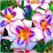 Taglilien zwiebeln,winterhart mehrjährig,pflegeleicht,hat leuchtende Blüten,eignet sich für die Innen Außendekoration,Frühlingsblüher,gross blumige taglilien,hemerocallis Knollen.-5zwiebeln-B