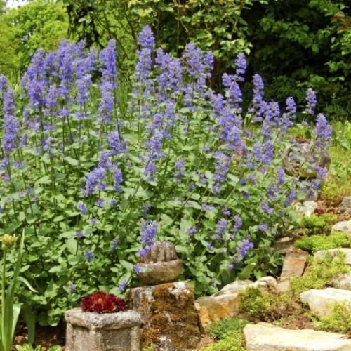 Erba gattaNepeta cataria 250 semi