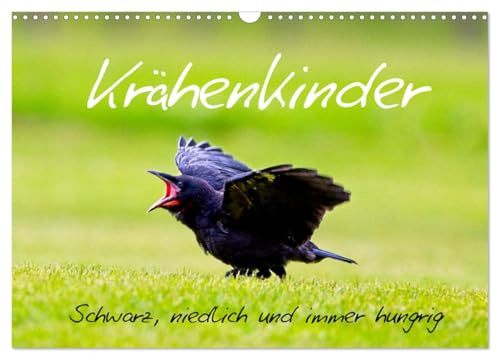 Krähenkinder - Schwarz, niedlich und immer hungrig (Wandkalender 2026 DIN A3 quer), CALVENDO Monatskalender (CALVENDO Tiere)