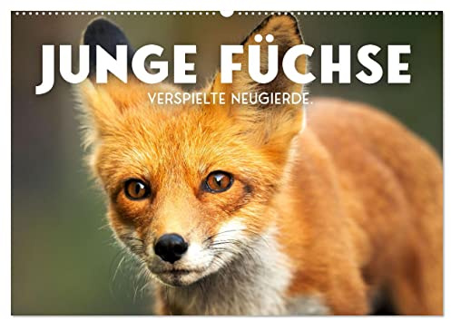 Junge Füchse - Verspielte Neugierde. (Wandkalender 2026 DIN A2 quer), CALVENDO Monatskalender: Flinke Abenteurer. (CALVENDO Tiere)