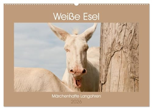 Weiße Esel - Märchenhafte Langohren (Wandkalender 2026 DIN A2 quer), CALVENDO Monatskalender: Lichtbringer Barockesel (CALVENDO Tiere)