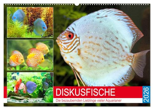 Diskusfische. Die bezaubernden Lieblinge vieler Aquarianer (Wandkalender 2026 DIN A2 quer), CALVENDO Monatskalender: Die beliebten Buntbarsche aus dem Amazonasgebiet (CALVENDO Tiere)