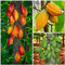 50 semi di albero di cacao Cacao piante da interno esotiche piante da giardino piante da balcone perenni rustiche semi di alberi da giardino piante da giardino perenni resistenti