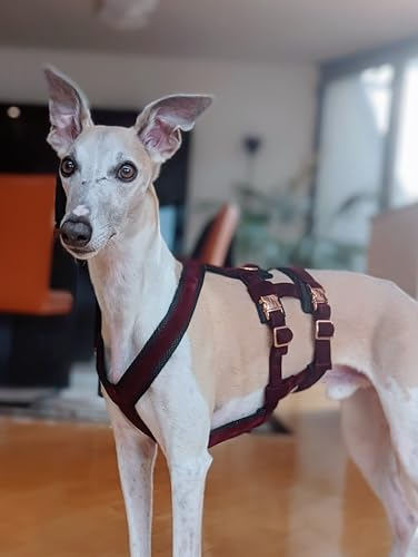 EDEL&SCHNELL Sicherheitsgeschirr für Hunde, ausbruchsicheres Hundegeschirr Größe S aus Samt in dunkelrot, Panikgeschirr mit 2 Bauchgurten, ideal für Windhunde