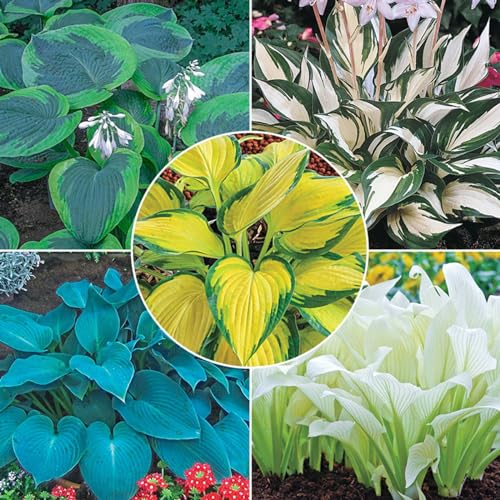 Hosta-Zwiebeln, seltene Hosta,Hosta Knollen, Winterharte Nacktwurzel Pflanzen,Winterhart Mehrjährig, Gut für Container,Hosta Rhizom,Bodendecker,Große Blattpflanzen-8zwiebeln-B