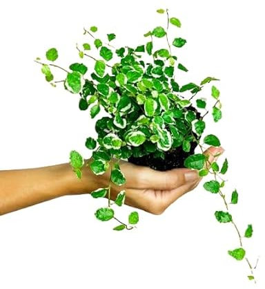 Ficus Pumila Natural Planta Trepadora para Jardín o Interior del Hogar