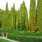 Baumsamen 50 Stück Italienische Zypresse (Cupressus Sempervirens Stricta) Samen Hausgarten Bonsai-Samen Blumensamen