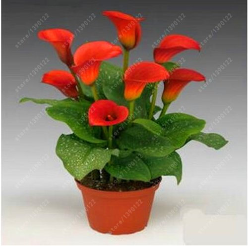 Lys Calla (100 graines de plantes de jardin, fleurs, bonsaï, plantes en pot, arbustes – graines rares (pas de bulbes de lys Calla), 3