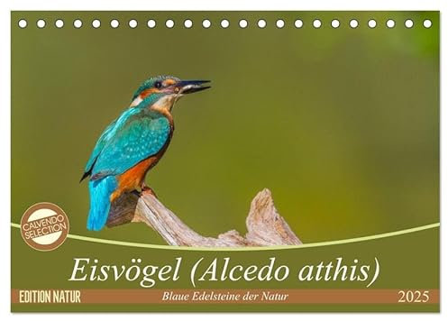 Eisvögel (Alcedo atthis) - Edelsteine der Natur (Tischkalender 2025 DIN A5 quer), CALVENDO Monatskalender: Eisvögel - die kleinen bunten Gesellen in unserer Heimat (CALVENDO Tiere)