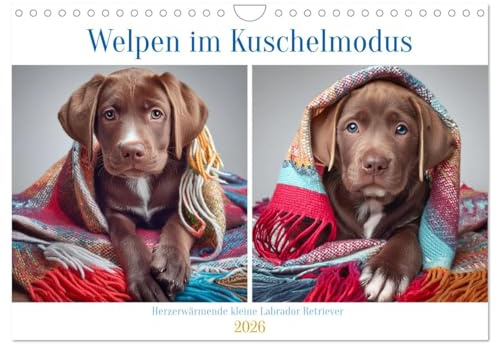 Welpen im Kuschelmodus - Herzerwärmende kleine Labrador Retriever (Wandkalender 2026 DIN A4 quer), CALVENDO Monatskalender: Welpen voller Wärme und Geborgenheit (CALVENDO Tiere)