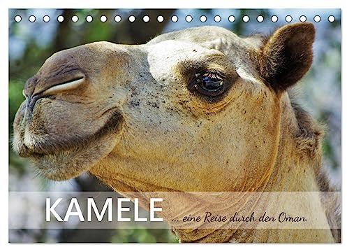 KAMELE... eine Reise durch den Oman. (Tischkalender 2026 DIN A5 quer), CALVENDO Monatskalender: Dieser Kalender zeigt Kamele in den unterschiedlichsten omanischen Landschaften (CALVENDO Natur)