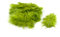 20 Flaumfedern 8-12cm (lindgrün 548H) // Marabufedern Bastelfedern Hühnerfedern Dekofedern Schmuckfedern Federn