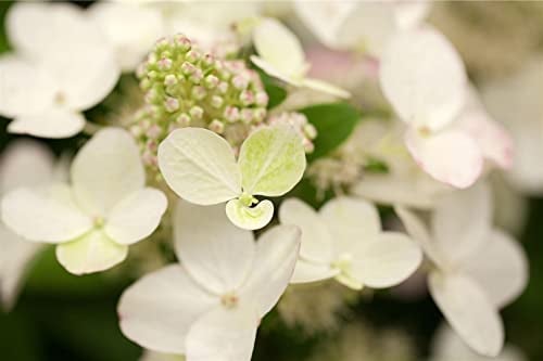 Hydrangea paniculata 'Magical Fire' 40-60 cm - Rispenhortensie, rote Blüten, Blütezeit Juli-Oktober, ideal für Rabatten, pflegeleicht und winterhart