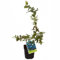 Planta de los Arándanos Vaccinium Corymbosum Arándano Azul Natural