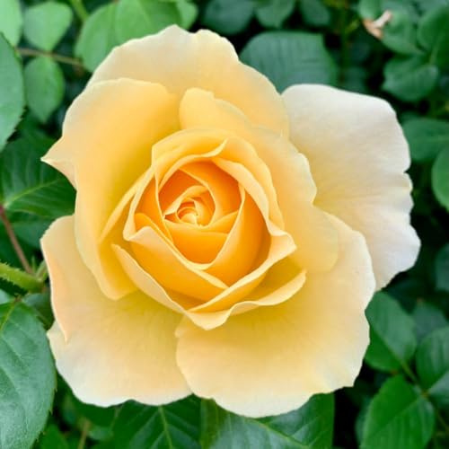 YouGarden Harkness Roses Sarah's Rose, 1 x 3-4 Litre Pot, Yellow Flowering Floribunda Bush Rose