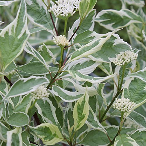 Hartriegel 'Elegantissima' - Cornus alba 'Elegantissima' - 60-80 cm Topf - Buntlaubiger Gartenstrauch