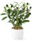 PASCH® Künstlicher Olivenbaum (34cm) in weißem Keramiktopf: Kunstpflanzen wie echt | Künstliche Pflanzen im Topf | Fake Plant: Olive Tree | Olivenbaum künstlich klein | Kunstblumen im Topf