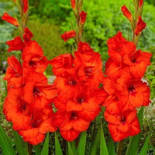 Gladiolen Rot, 10 Zwiebeln aus Holland, echte große Gladiolenpflanzen für Garten und Töpfe (keine Samen, nicht künstlich und winterhart)