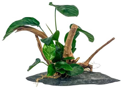 AquaOne Anubias Pflanzen auf Moorkienwurzel mit Schieferplatte Aquariumdekoration Wasserpflanze Wurzel Schiefer Aquascaping Easy pflegeleicht