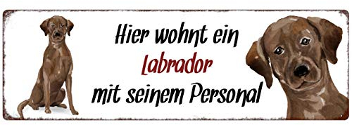Interluxe Metallschild - Hier wohnt EIN Labrador - wetterfestes Schild, Türschild, Warnschild oder Hundeschild als Geschenk für Menschen mit Hund