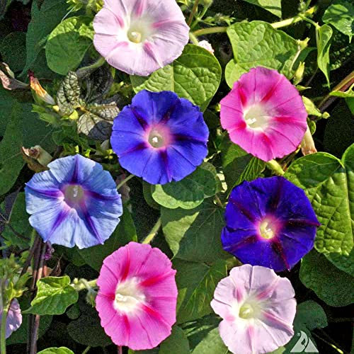 Morning Glory Mix - 210 Seeds + Plant tag + Freebie - Ipomoea Tricolor