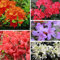 Semi di fiori di azalea 50 pezzi misti