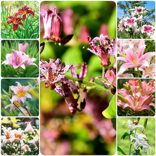 2 pcs lilien blumenzwiebeln zwiebeln - winterlinge zwiebeln winterhart mehrjährig lilie baumlilien Hydrokultur, stauden winterhart mehrjährig gartenblumen winterharte stauden bienenfreund