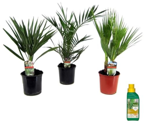 Plant in a Box - Phoenix, Chamaerops, Washingtonia - Palm-mix von 3 - Pokon - Topf 15 cm - Höhe 50-70cm