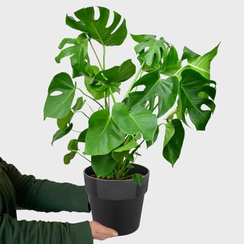 Monstera Deliciosa Fensterblatt mit schwarzem Keramik-Übertopf, pflegeleichte Zimmerpflanze, Höhe 70–80 cm, Topf 19–21 cm, große Monstera Deliciosa frisch aus der Gärtnerei – Green Me Up