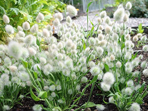 100 Ornamental Grass Seeds - Lagurus Ovatus - Bunny Tails/Rabbits Tail - 100 Seeds