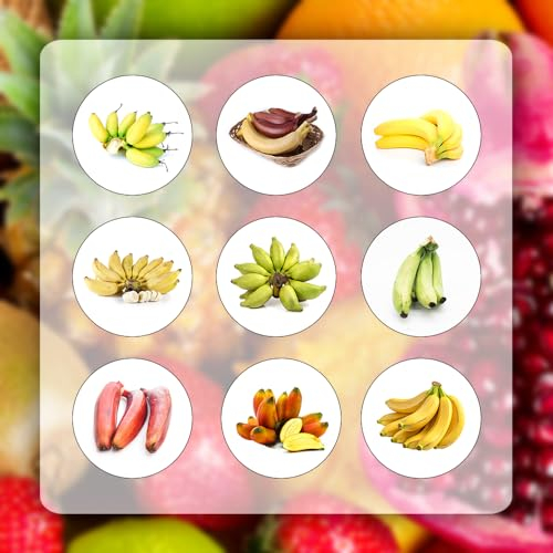 200 pcs bananenbaum pflanze samen bonsai tree indoor garten geschenk pflanzendeko bananensamen bananen samen,Musa sikkimensis, bäume garten winterhart saat bio geschenke obst samen