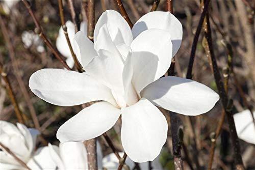 Sternmagnolie Magnolia stellata im Topf gewachsen 40-60cm