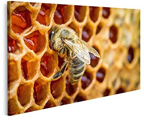 Bild auf Leinwand Bienen In Einem Bienenstock Auf Bienenwabe Wandbild Poster Kunstdruck Bilder