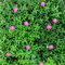 Helianthemum x cultorum 'Lawrensons Pink' / Sonnenröschen rosa